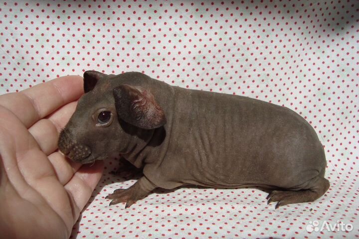 Морские свинки скинни