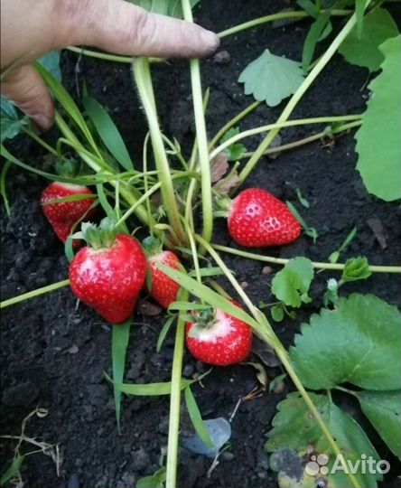 Рассада клубники