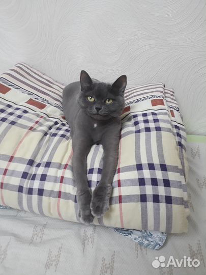 Кошки в добрые руки