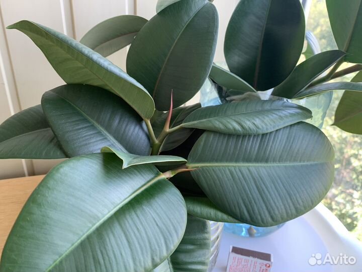 Фикус эластика Робуста