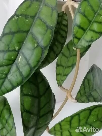 Хойи срезом 1