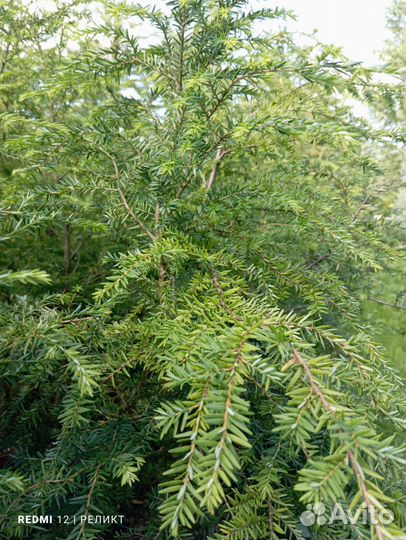 Тсуга канадская