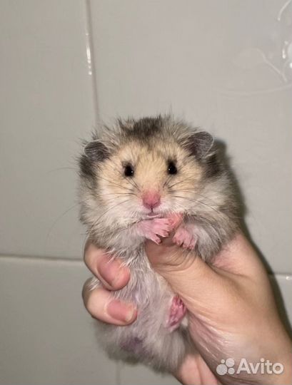 Сирийский хомяк