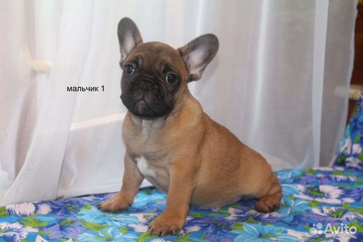 Французский бульдог
