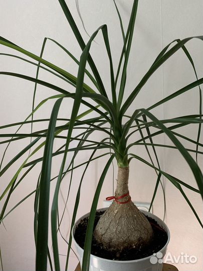 Бокарнея нолина