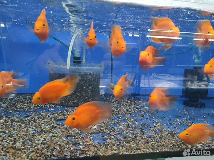 Красивые аквариумные рыбки