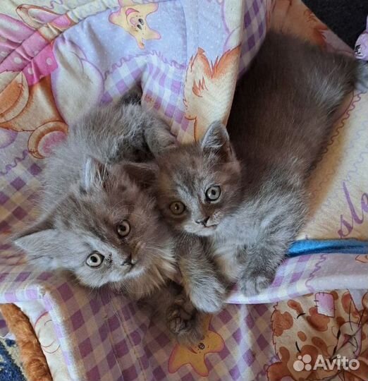 Британские котята