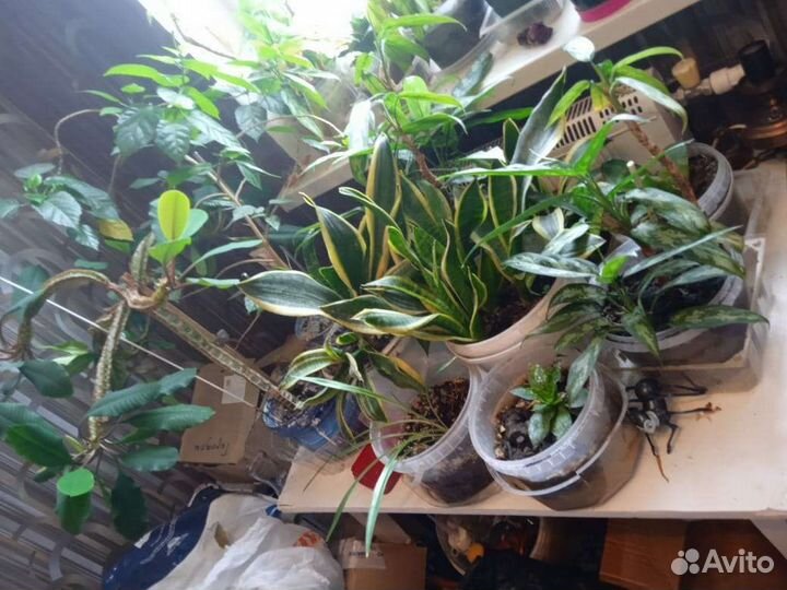 Комнатные цветы