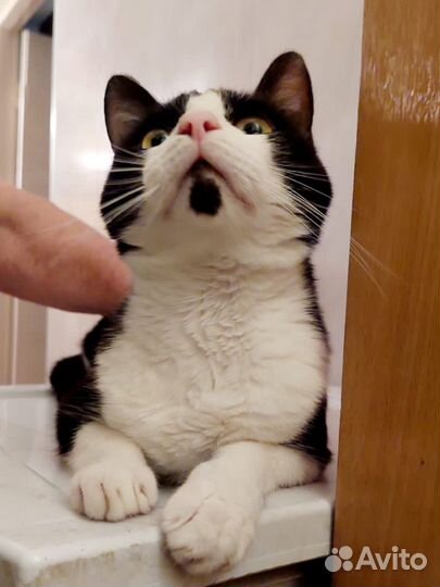 Кот