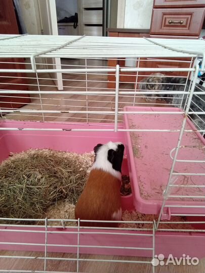 Морская свинка с клеткой бесплатно