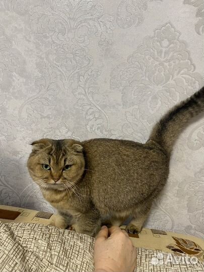 Шотладская шиншила. Вязка