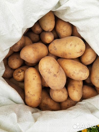 Картофель домашний крупный