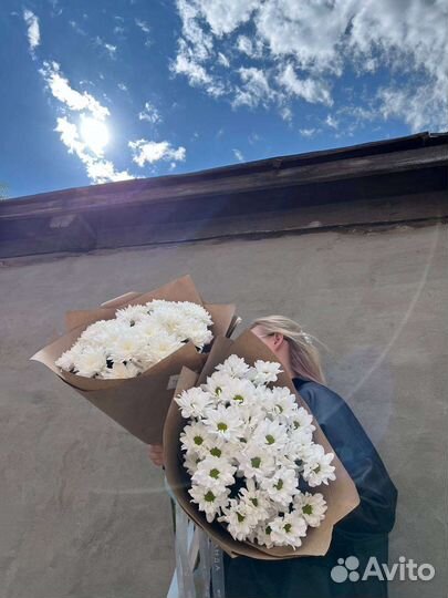 Хризантемы Ромашки