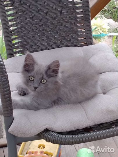 Котята серые