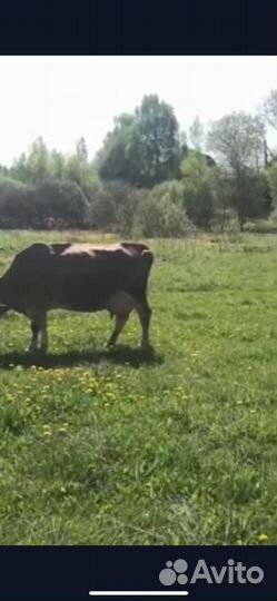 Корова на мясо