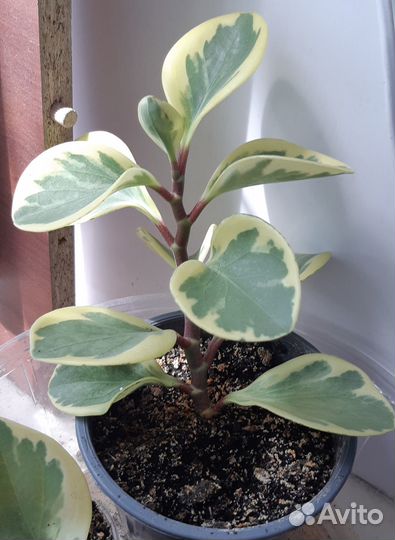 Пеперомия вариегатная