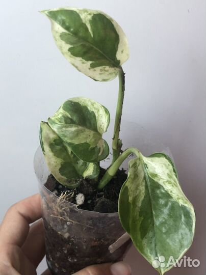 Эпипремнумы/сциндапсусы