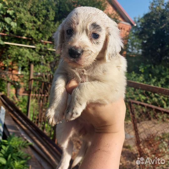Английский сеттер