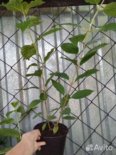 Гортензия Фантом