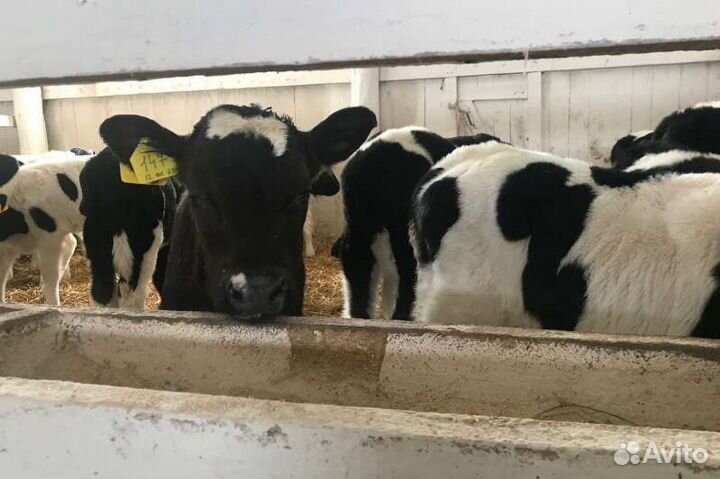 Бычки и телки