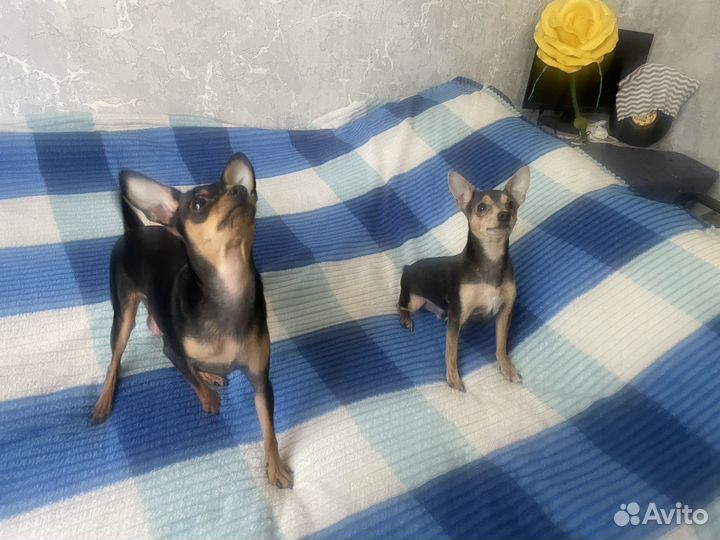 Той-терьер щенки