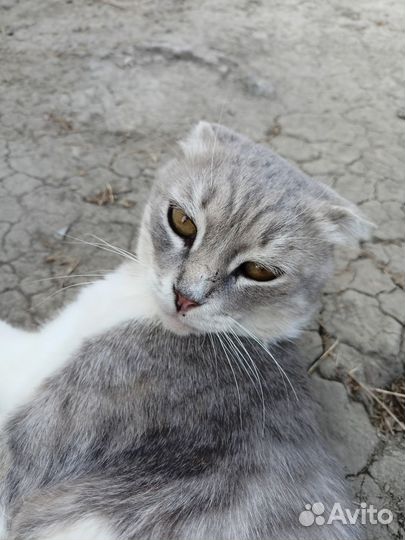 Кот бесплатно
