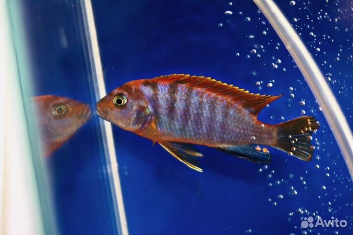 Рыбки цихлиды