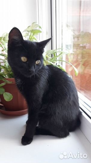 Черная котенок девочка, примерно 6 месяцев на пере