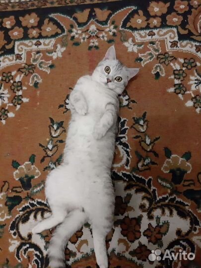 Шотландский кот вязка