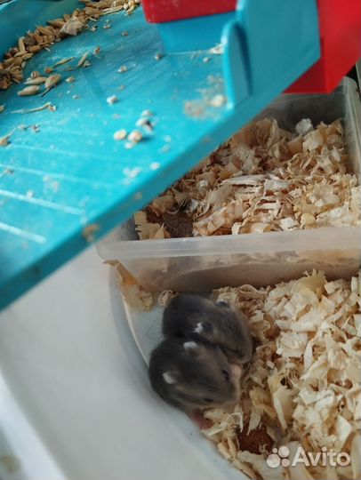 Джунгарский хомяк бесплатно