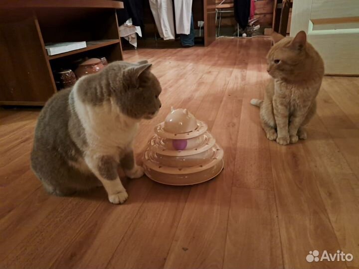 Передержка котиков, кошек, котят Казань