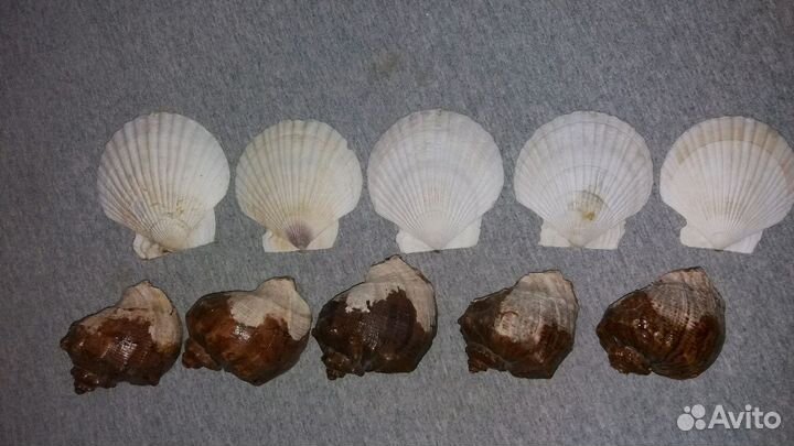 Раковины морские ракушки большие 10 штук