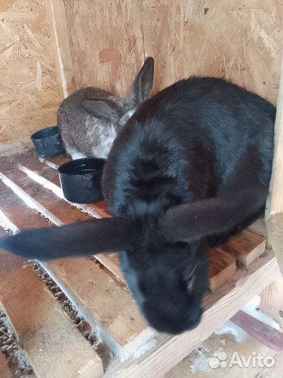 Кролики на племя и на мясо