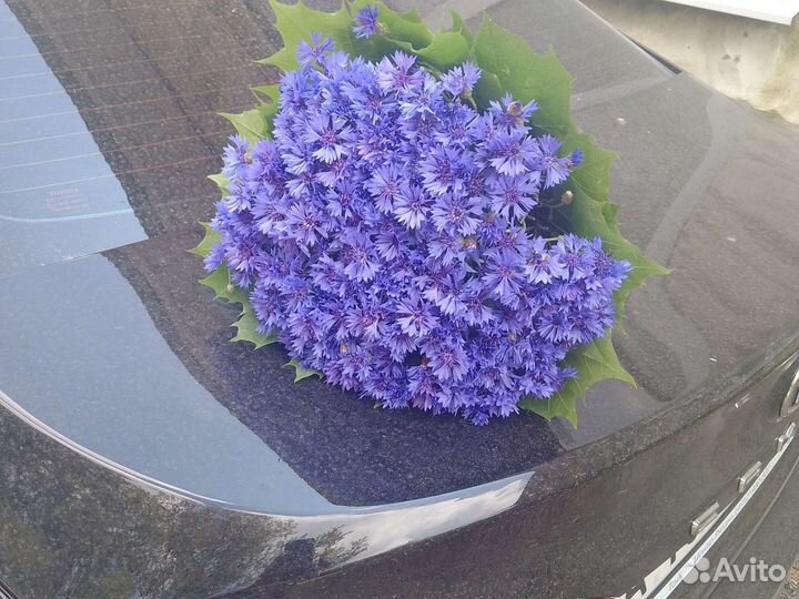 Васильки цветы букеты заказ