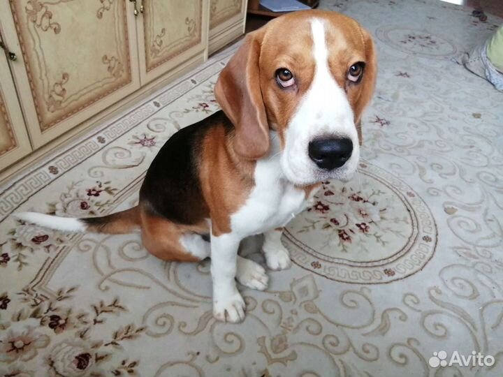 Бигль вязка