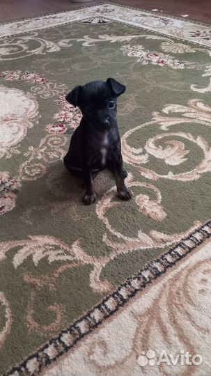 Той-терьер щенки