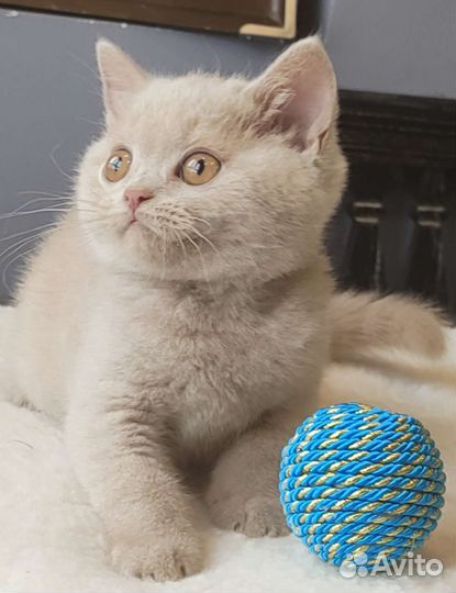 Породные британские котята редких окрасов