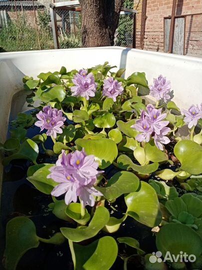 Дендробиум