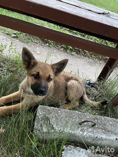 Собака в добрые руки