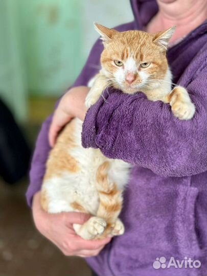 Отдам в добрые руки