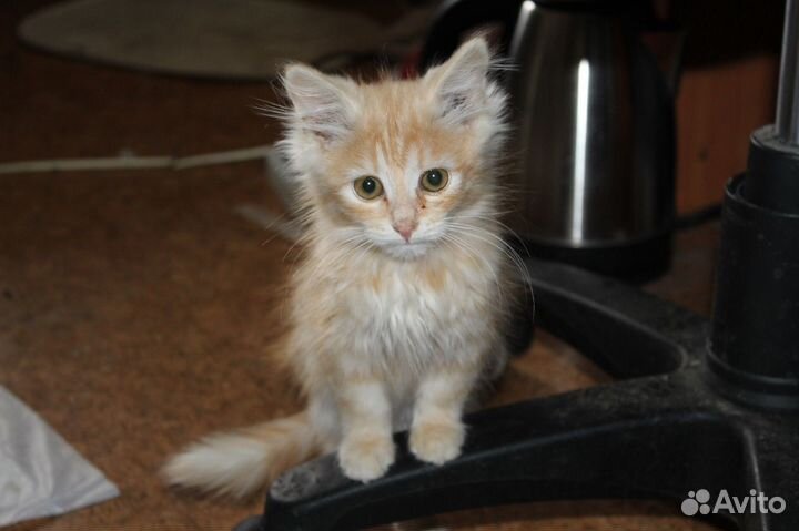 Рыжий пушистый котенок девочка в дар