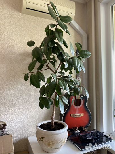 Фикус эластика робуста каучуконосный 130 см