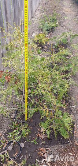 Туя брабант