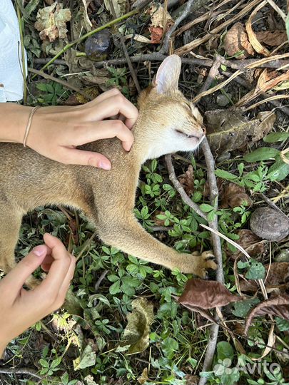 Абиссинская кошка