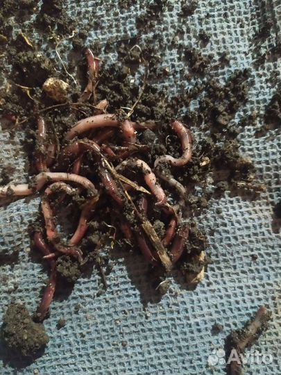 Черви для рыбалки