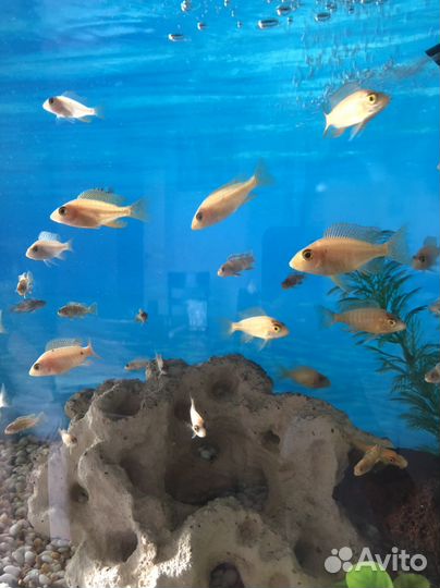 Малавийские цихлиды мальки Лабидохромис Еллоу