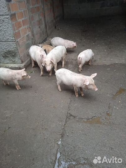 Поросята ландрас