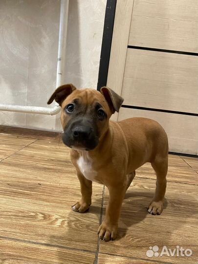 Щенок Стафф