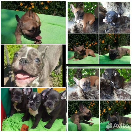 Французский бульдог отдам