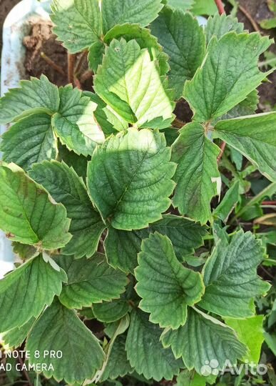 Саженцы клубники,черной смородины,малины,крыжовник